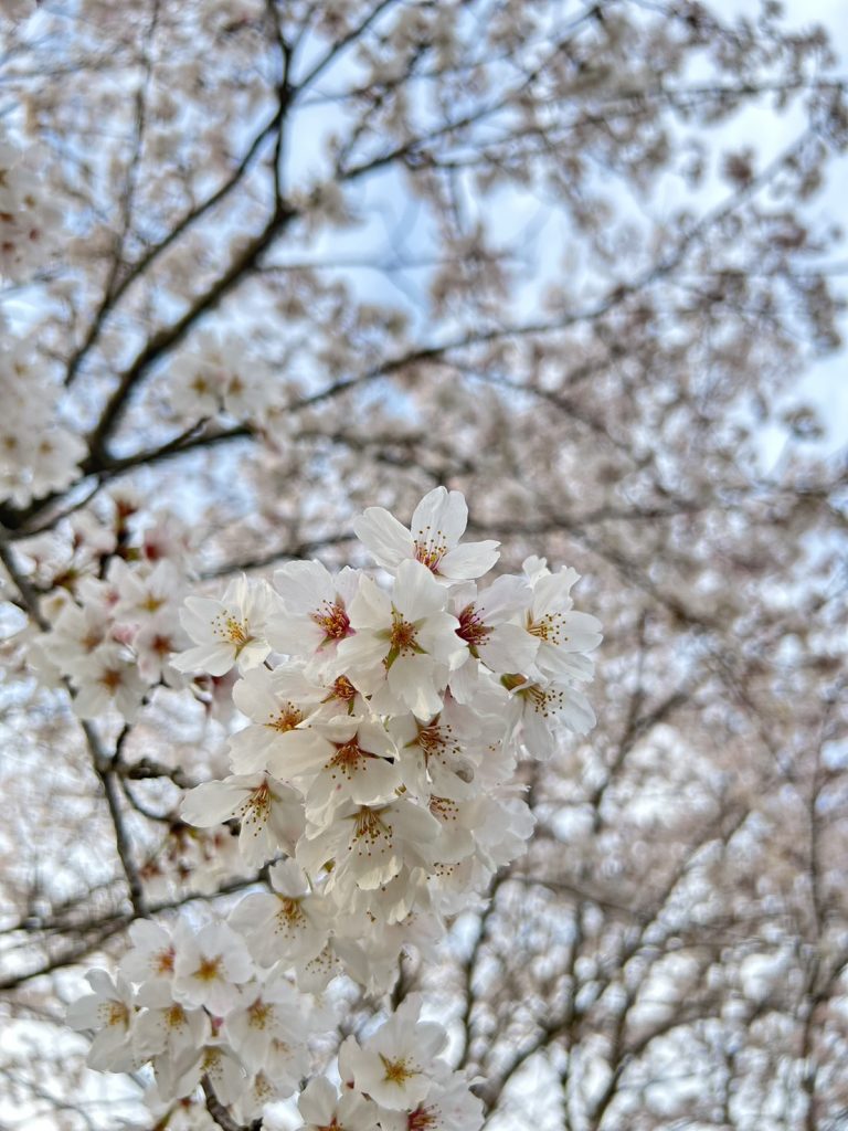 【尾道】桜でほっと一息