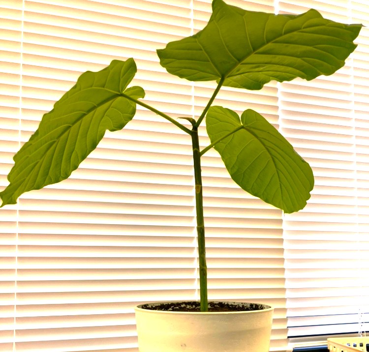 お祝いの観葉植物を挿し木で増やしてみました！